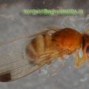 Drosophila_suzukii1.jpg