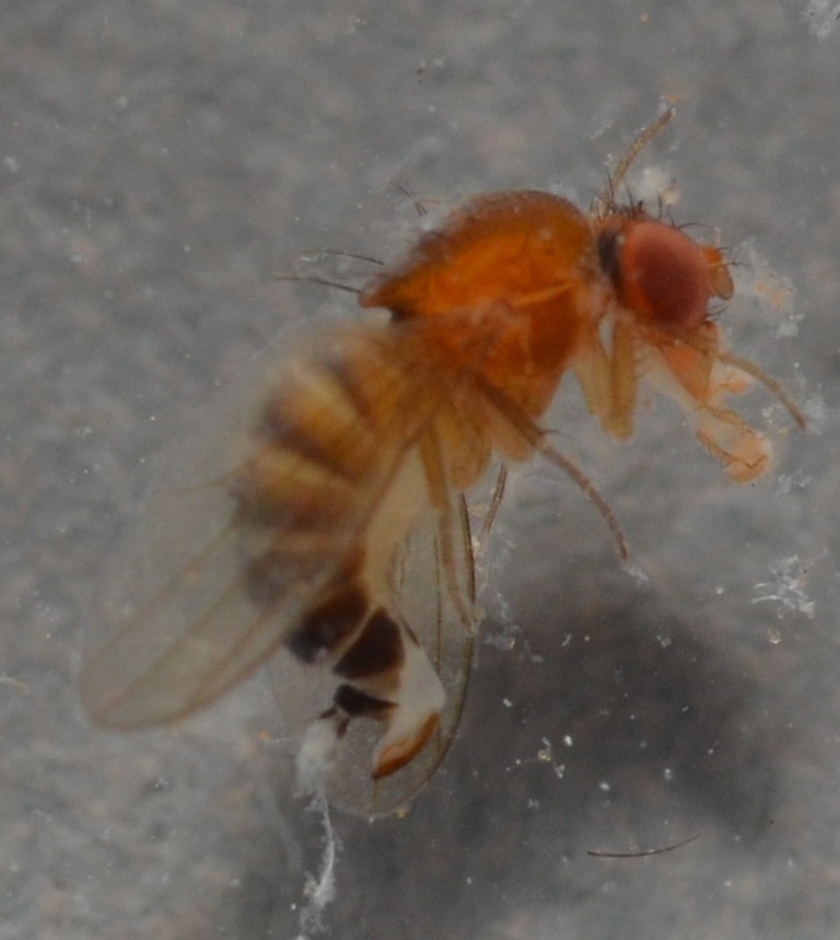 Drosophila_suzukii.jpg