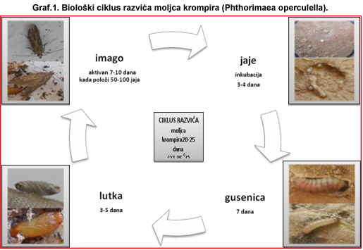 bioloski-ciklus-razvica-moljca-krompira.jpg