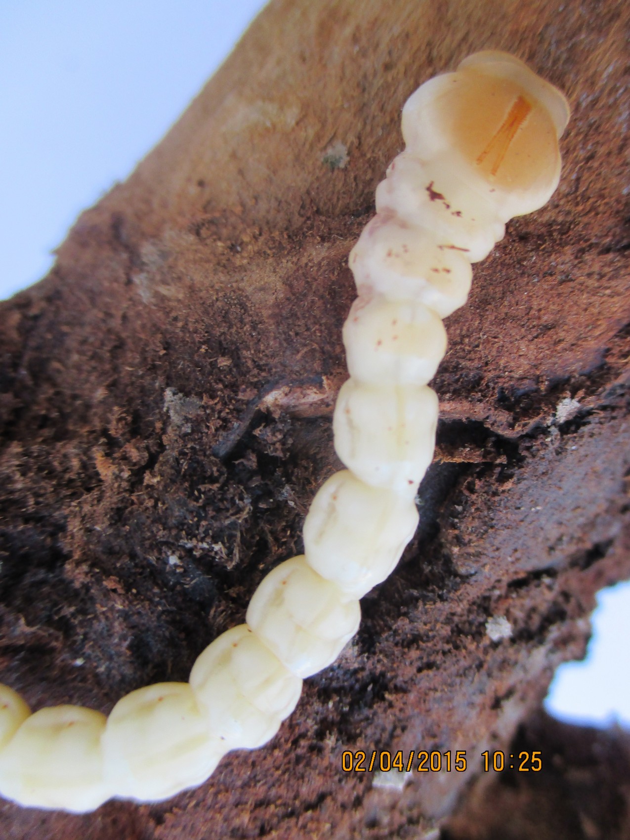 Capnodis tenebrioni larva zilogriza