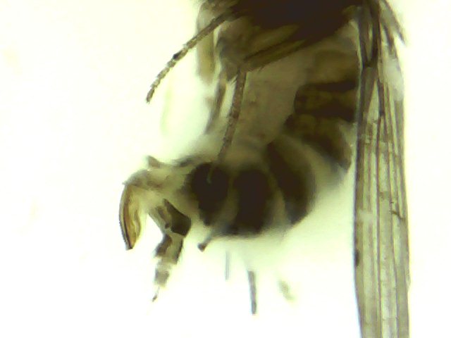 Drosophila obscurus