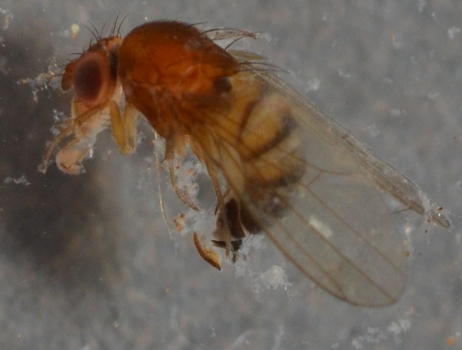 Drosophila suzukii5