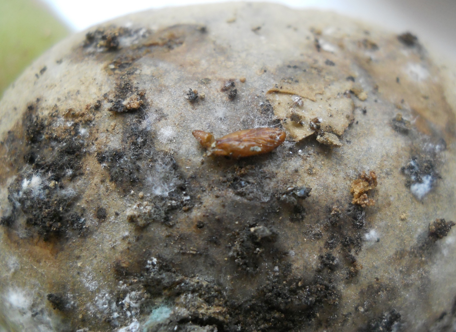 Moljac krompira (Phthorimae operculella) 005