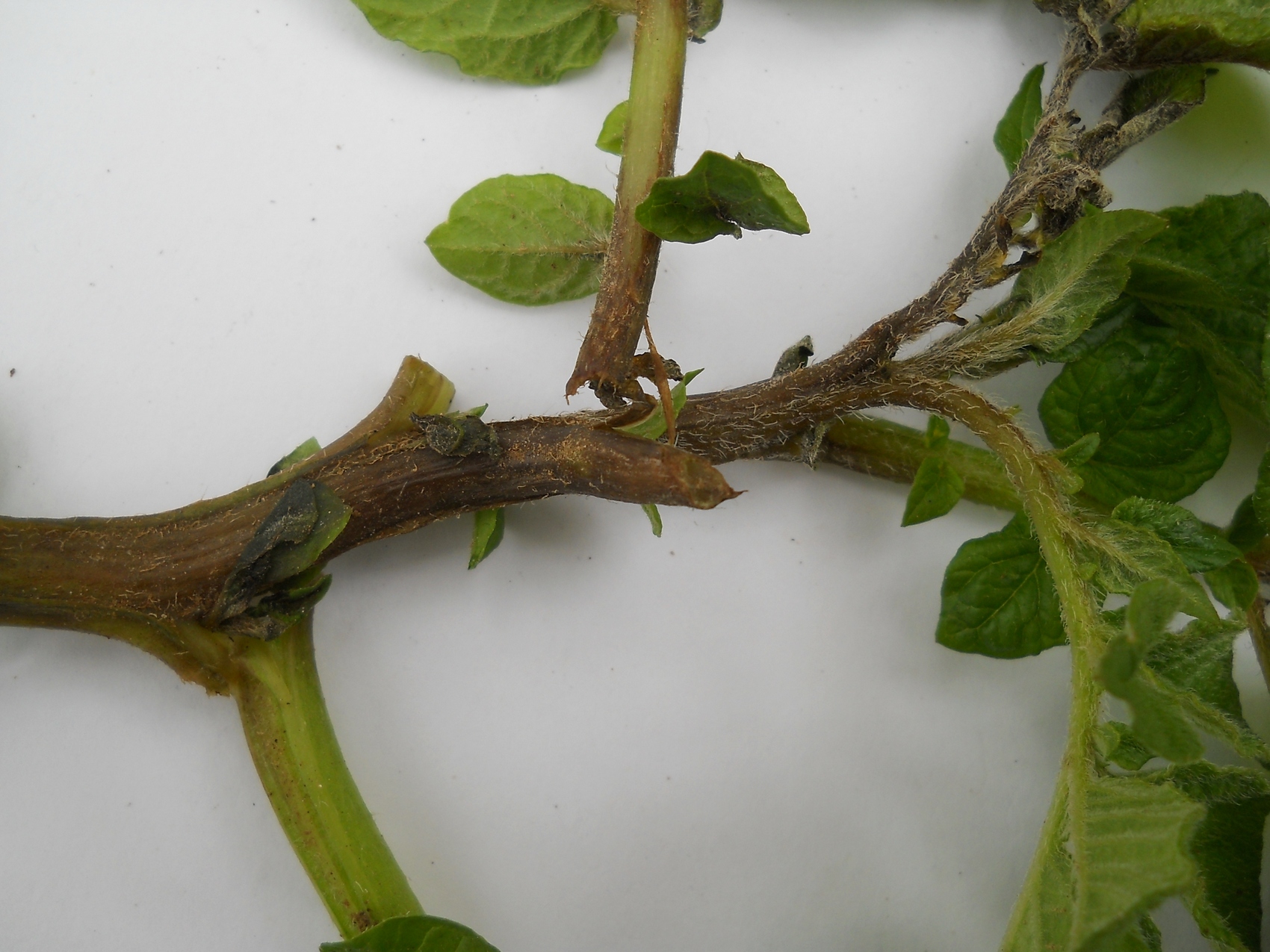 Phytophthora infestans Plamenjaca krompira 2