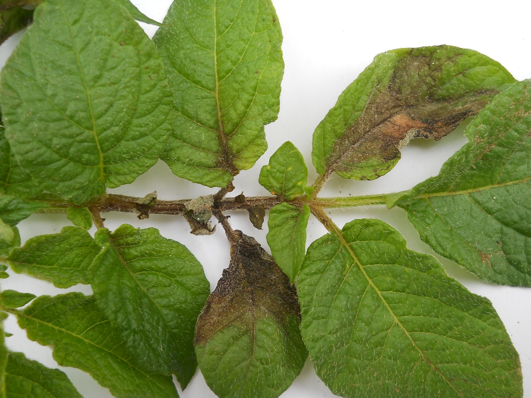 Phytophthora infestans Plamenjaca krompira