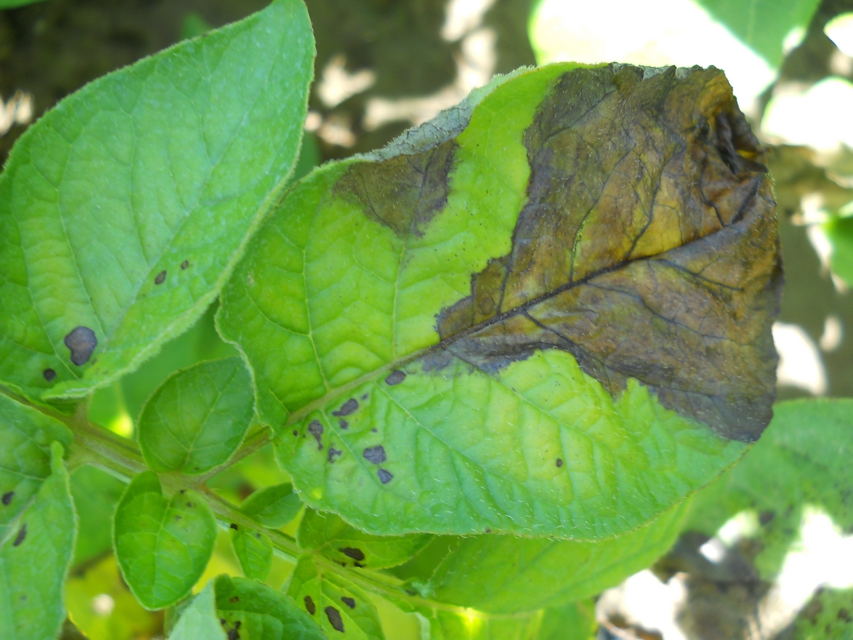 Phytophthora infestans plamenjaca krompira2