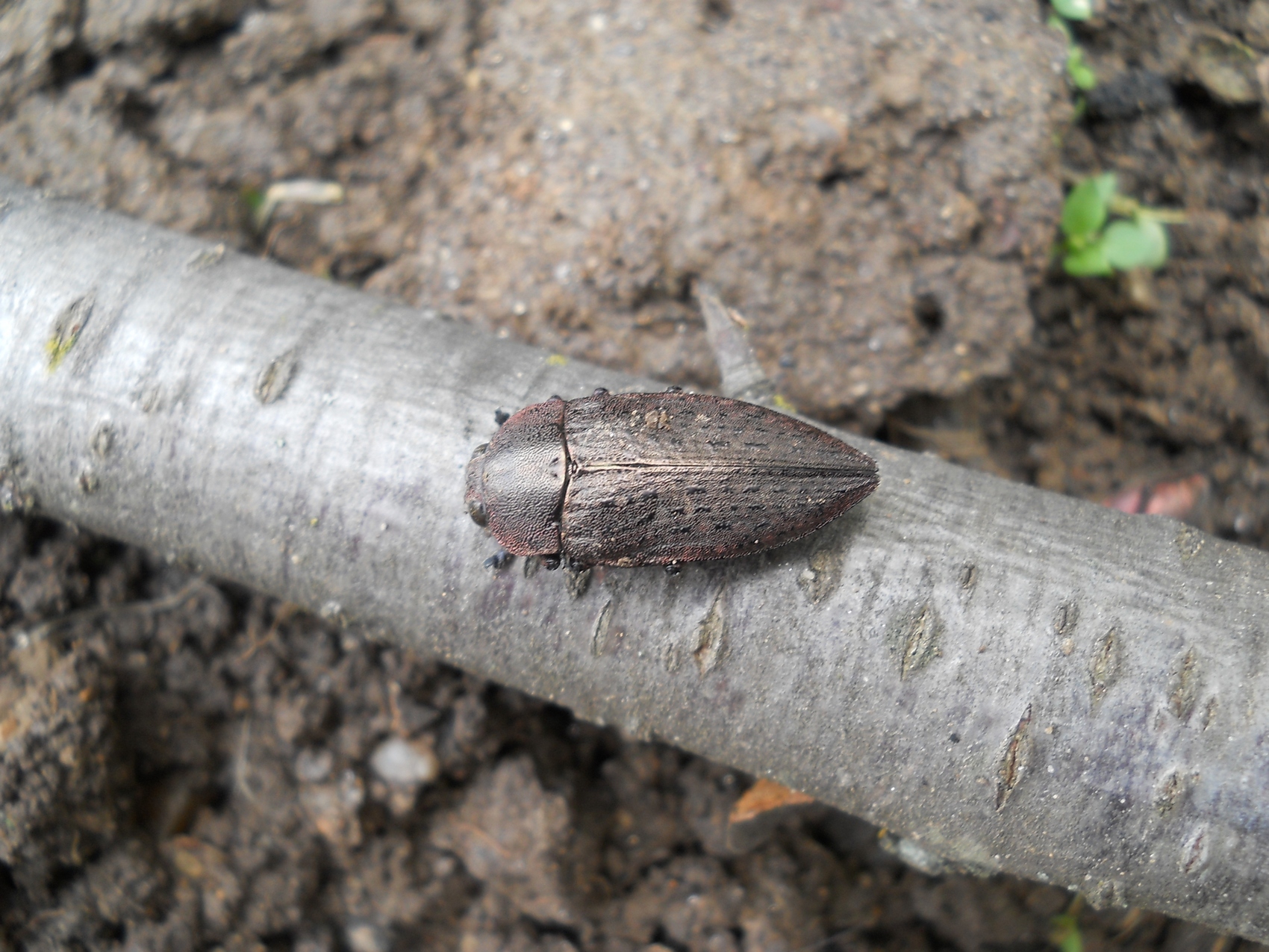 Siljokrilac Perotis lugubris