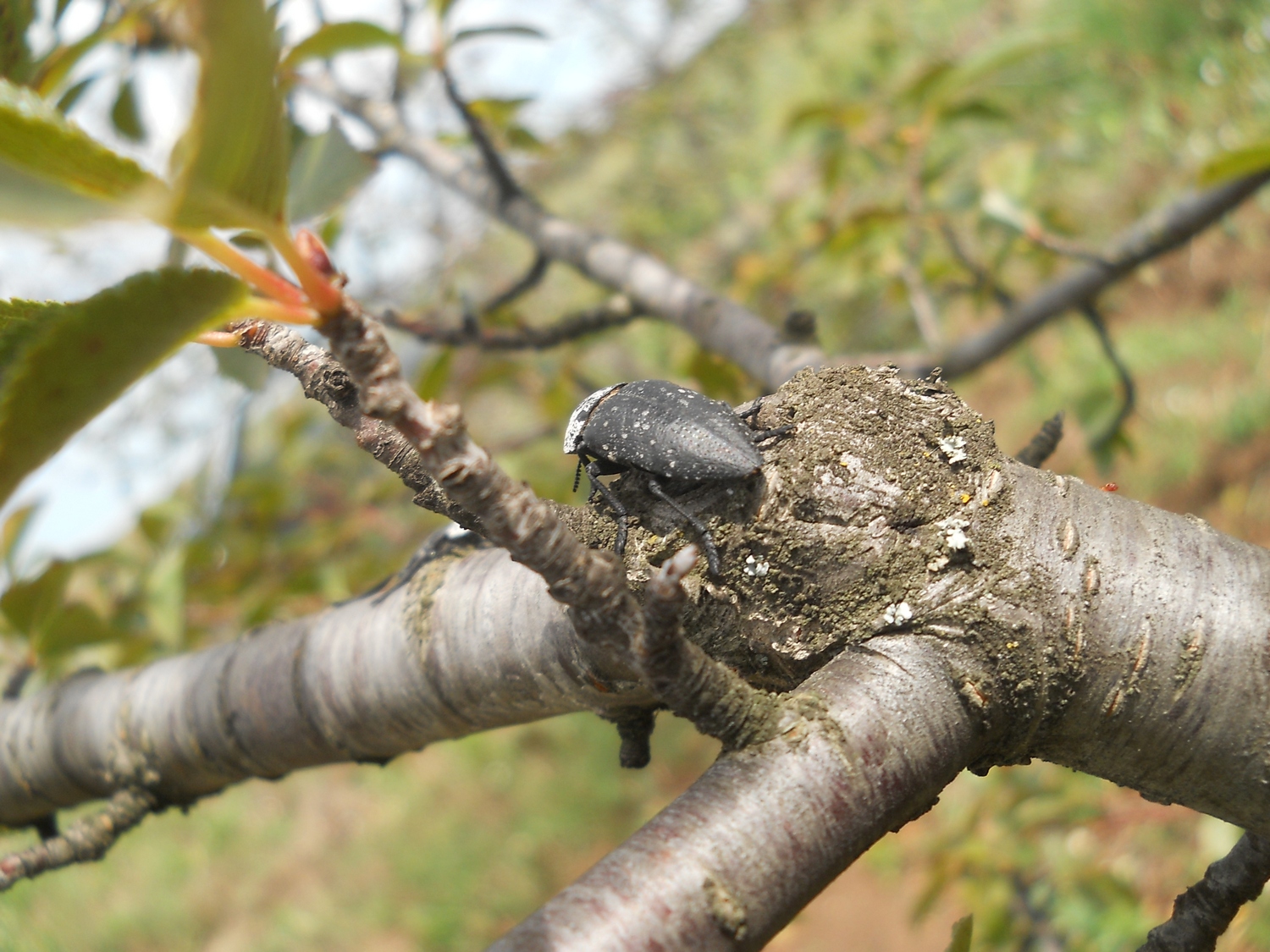 Zilogriz (Capnodis tenebrionis) 011