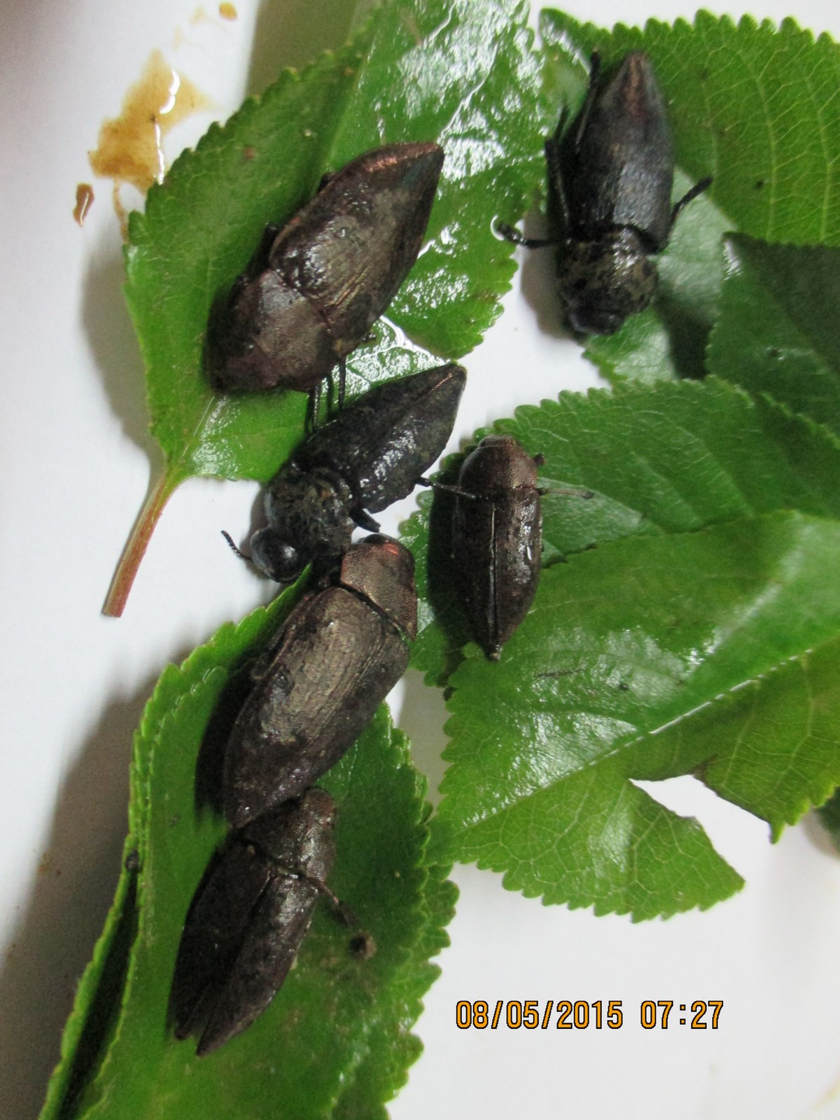 Zilogriz (Capnpodis tenebrionis)