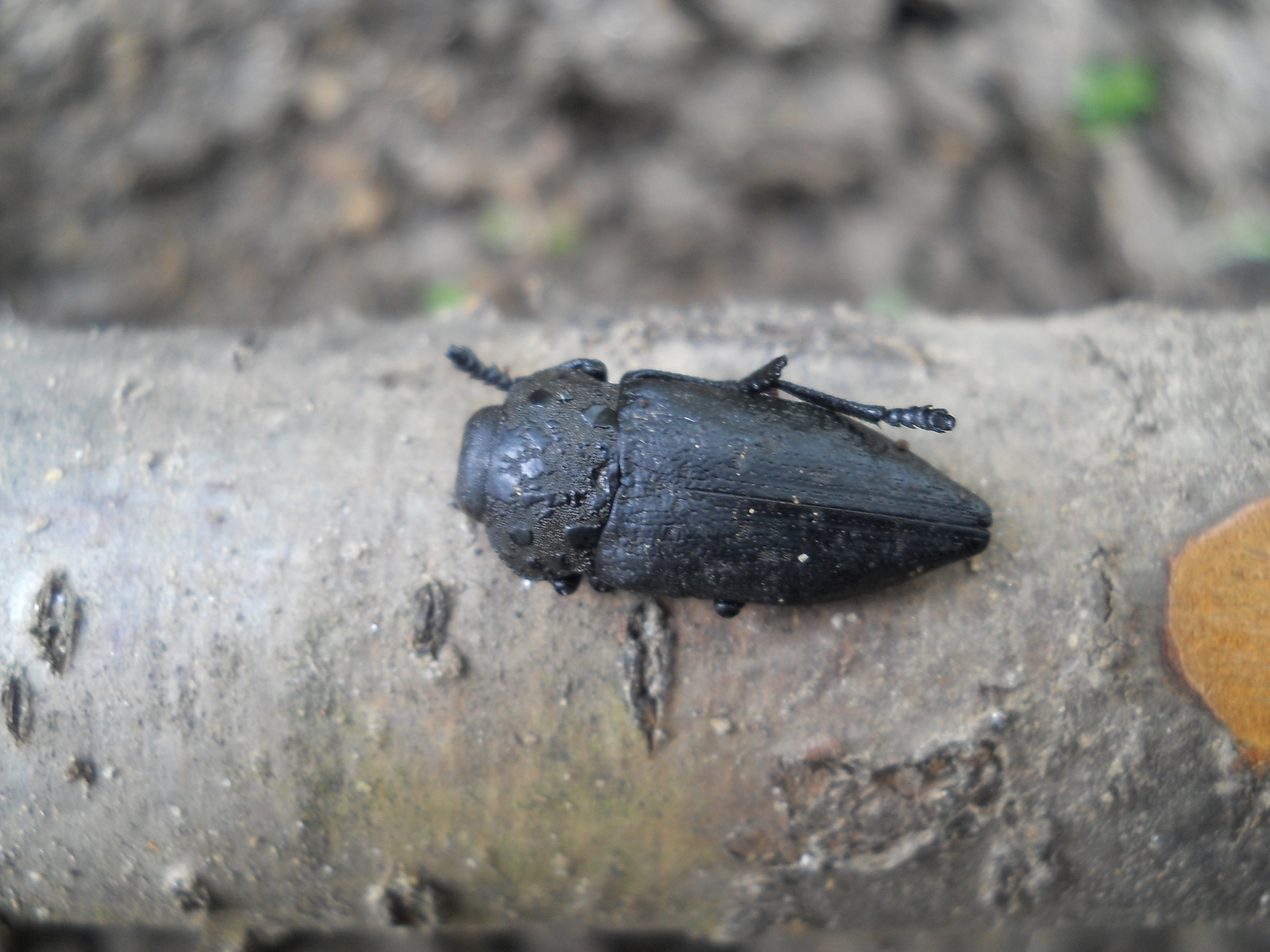 Zilogriz Capnodis tenebrionis