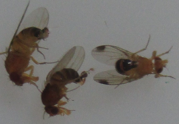 Drosophila suzukii Azijska vinska mucica 00