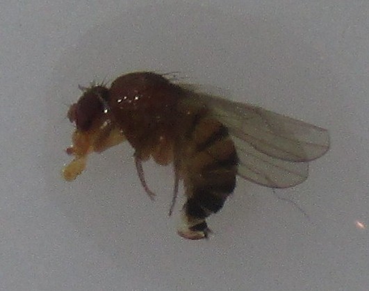 Drosophila suzukii Azijska vinska mucica 05
