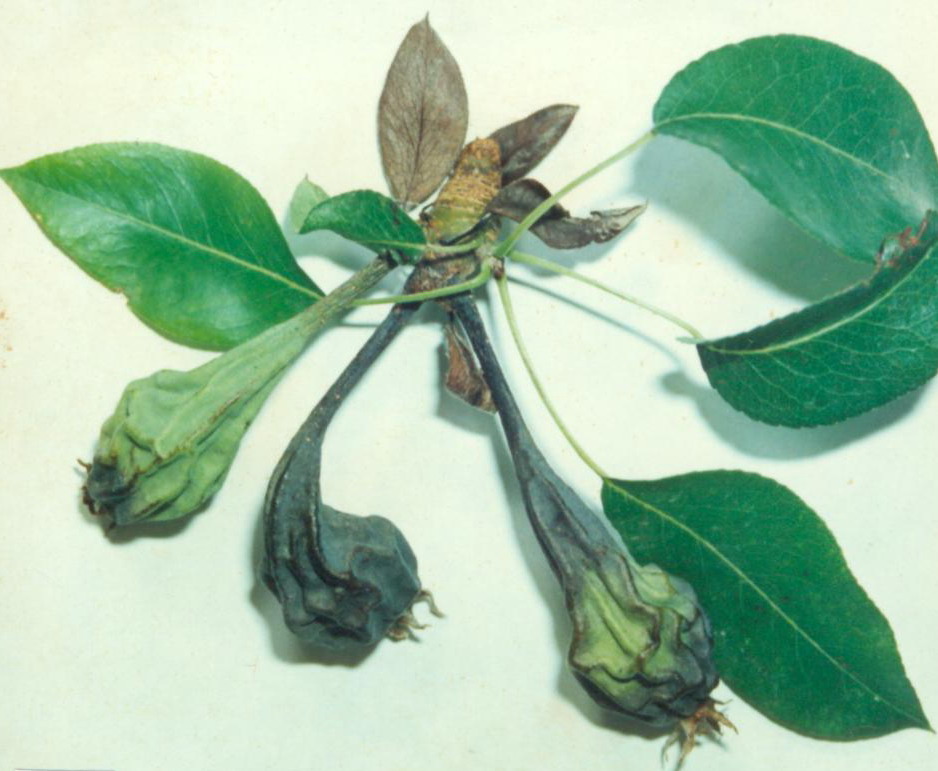 Erwinia amylovora