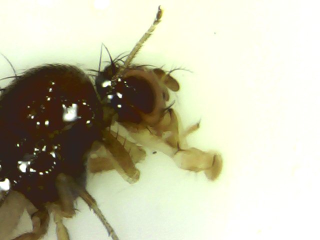 Drosophila_sp._-_zimska_forma.jpg