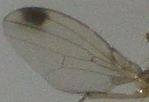 Drosophila_suzukii_-_azijska_vinska_mušica_31.jpg