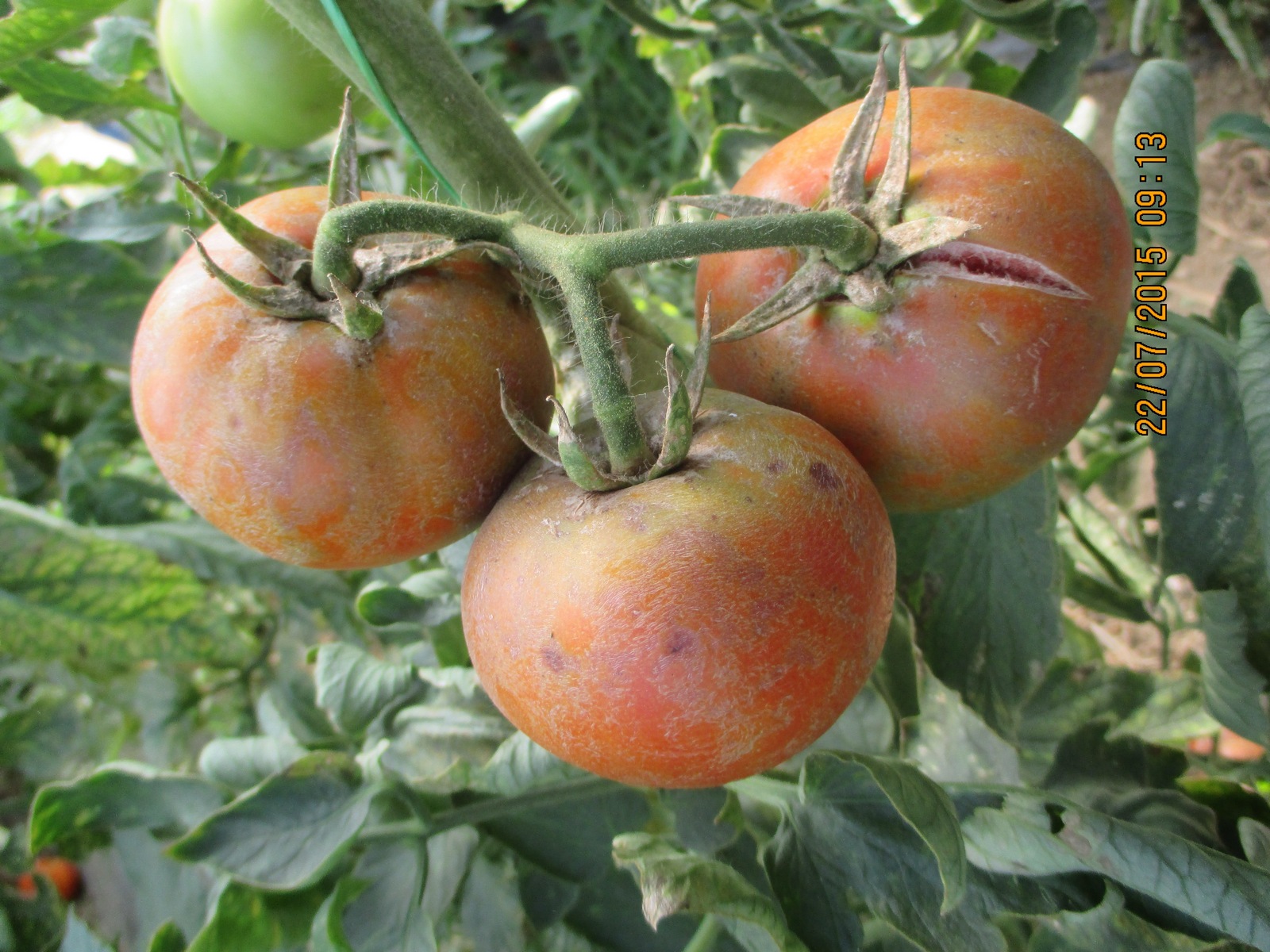 Virus bronzavosti paradajza   Tomato spotted wilt virus 001