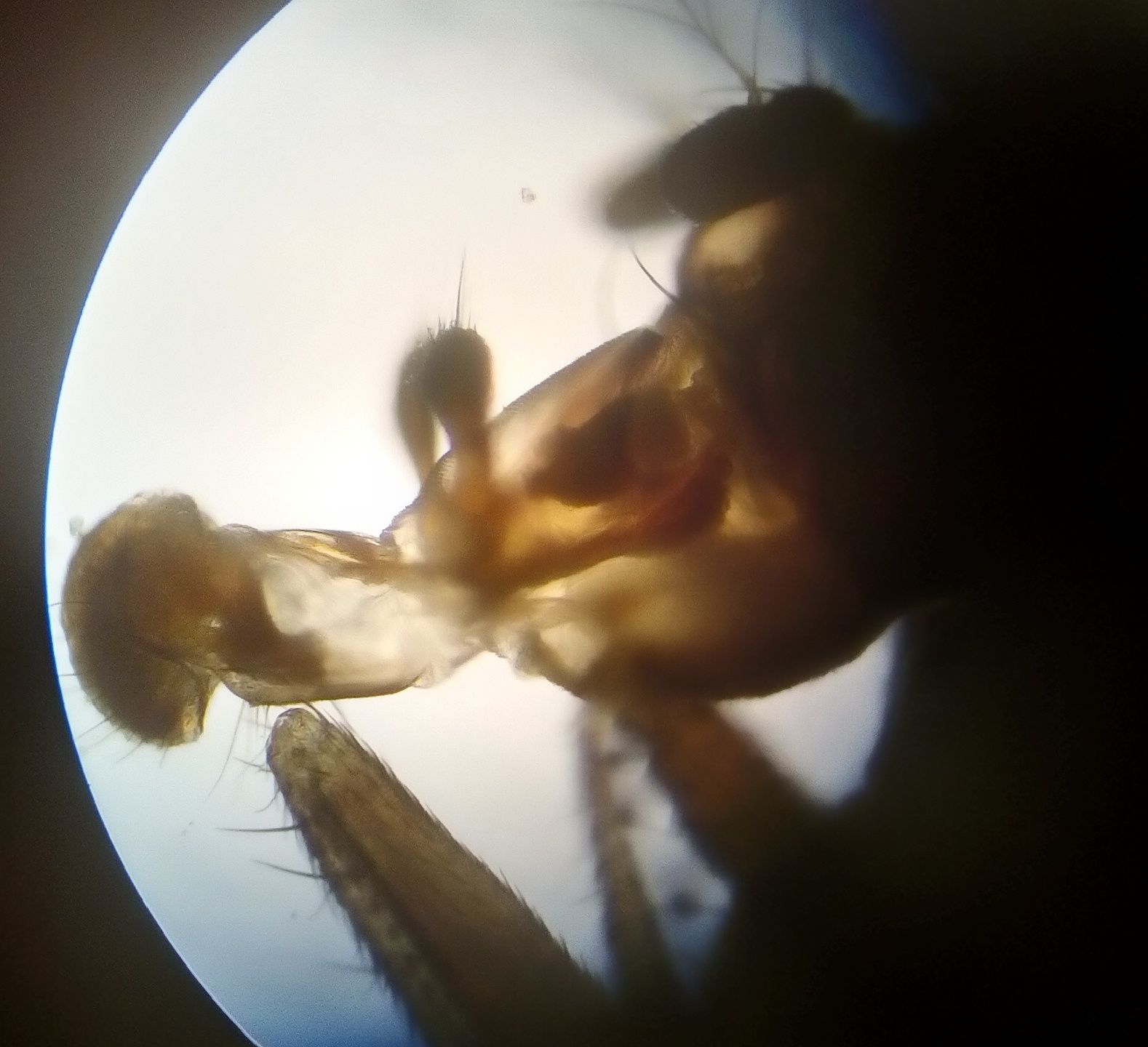 DSC 0222 usni aparat Drosophila