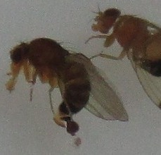 Drosophila m